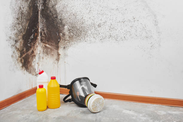 Best Mold Testing  in Logan, IA