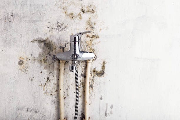 Best Toxic Mold Removal  in Logan, IA