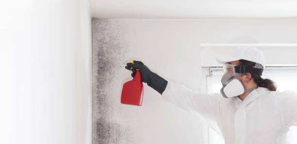 Reliable Logan, IA Mold Removal Solutions