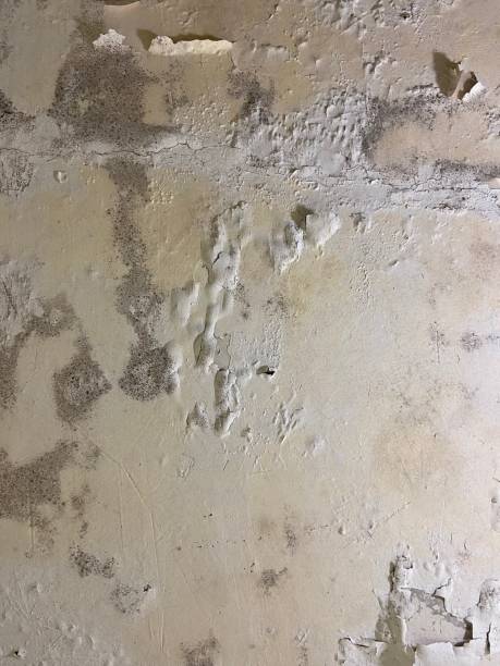Best Black Mold Removal  in Logan, IA