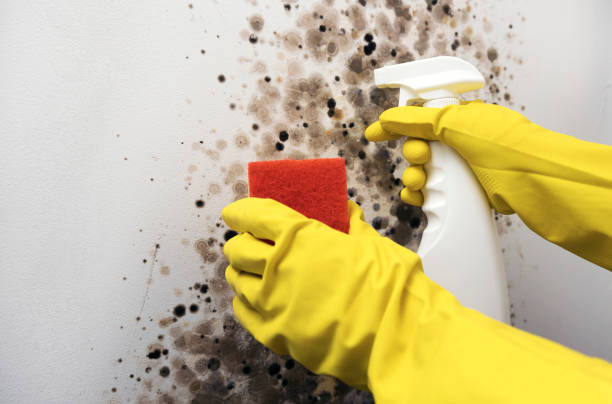 Best Affordable Mold Removal  in Logan, IA