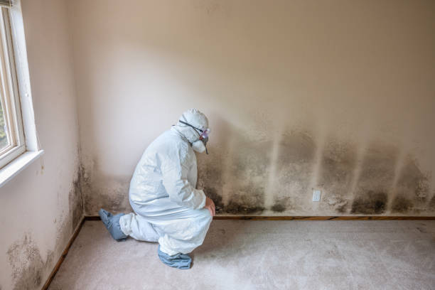 Home Mold Removal in Logan, IA