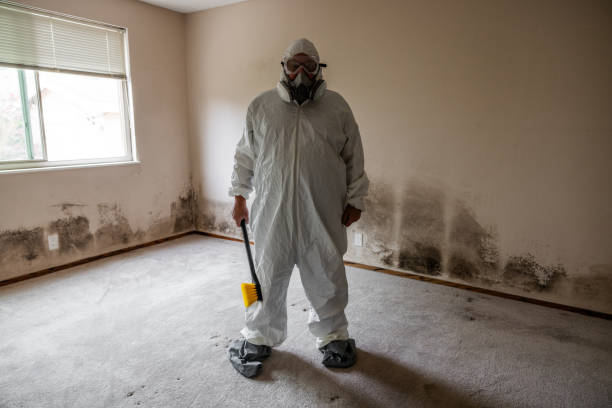 Best Attic Mold Removal  in Logan, IA