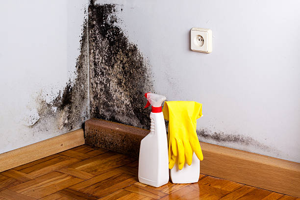 Best Home Mold Removal  in Logan, IA
