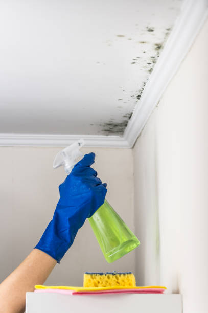 Best Fast Mold Removal  in Logan, IA